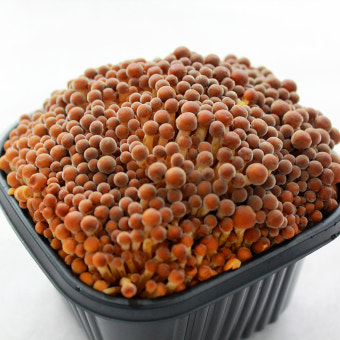 황금팽이버섯(특품_10입) 2kg [BOX]