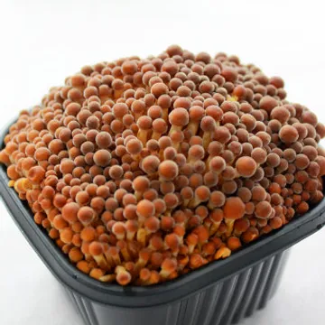 황금팽이버섯 2kg/박스(10입)