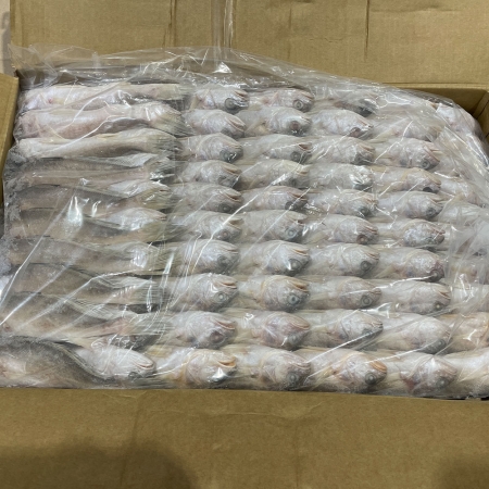 참조기(긴가이석태 기니산) 13.5kg 냉동