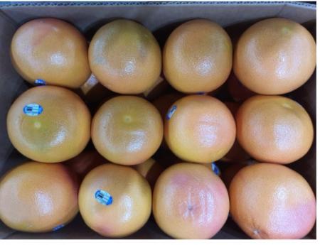 홍자몽(45내) 15kg[BOX]