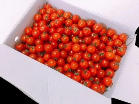 방울토마토3번 5kg[BOX] 이미지