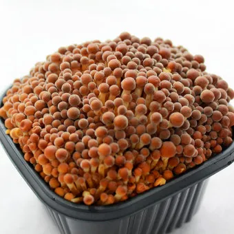 황금팽이버섯 2kg/박스(10입)