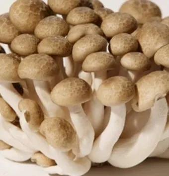 다듬송이 10입[BOX]