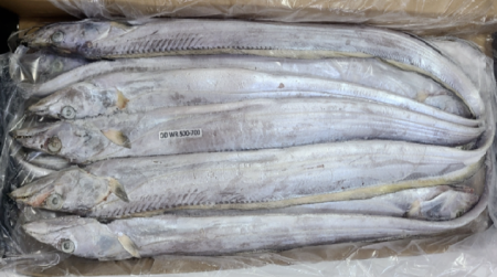 갈치(500~700g/마리 베네수엘라산) 8kg 냉동