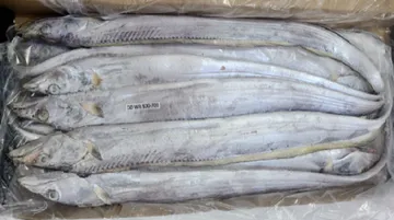 갈치(500~700g/마리 베네수엘라산) 8kg 냉동