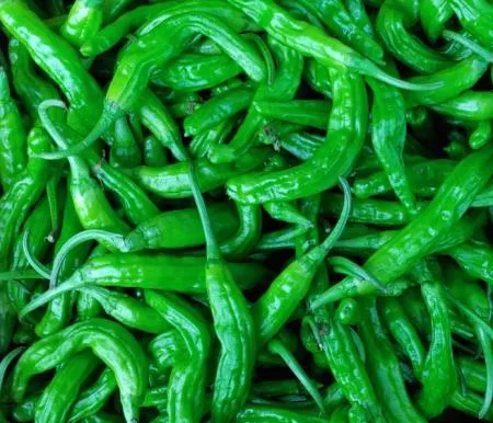 꽈리고추 상품  4kg/박스