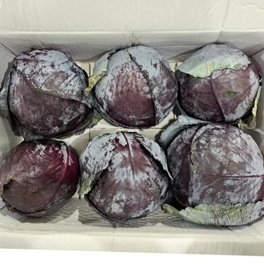 적채(수입산)원물 6통/BOX 이미지