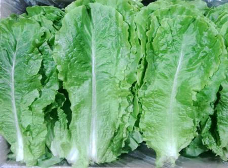 청상추(국내산)  상 4kg/BOX