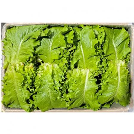 청로메인(국내산)2kg/BOX