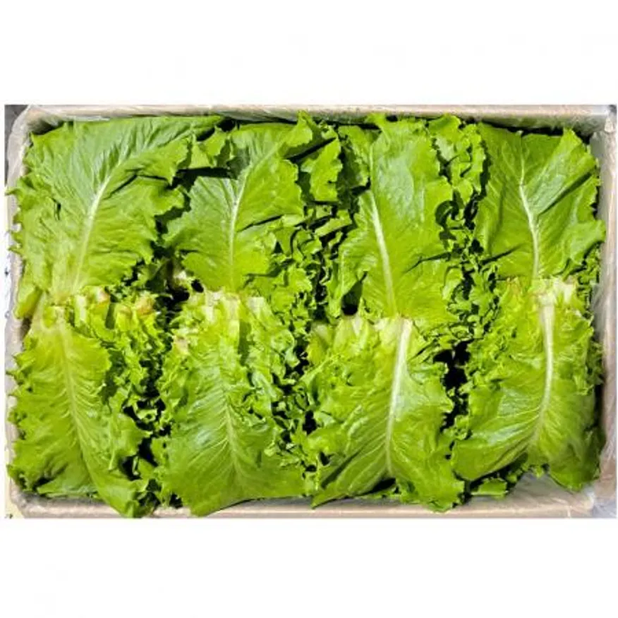청로메인(국내산)2kg/BOX 이미지
