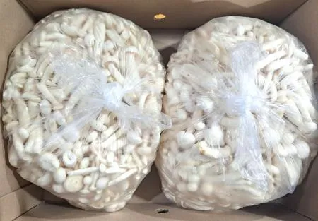 만가닥 느타리버섯(흰색) 4kg/BOX 이미지