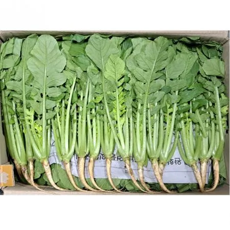 열무(국내산)솎음 어린 나물용 4kg/BOX