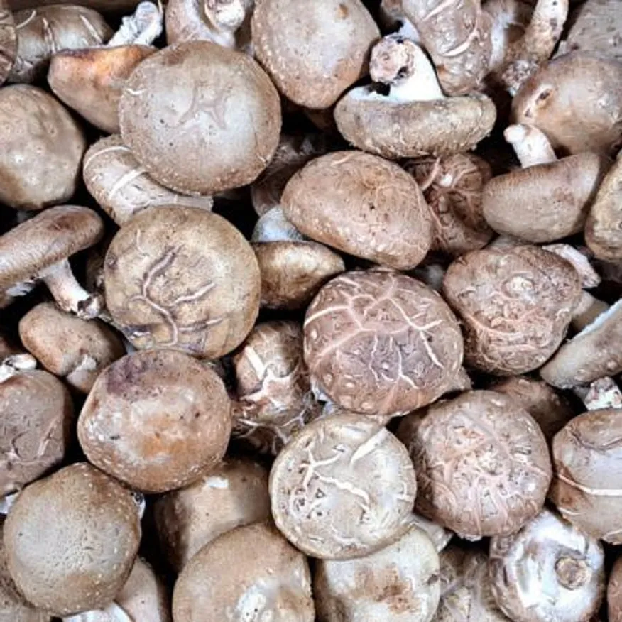 표고버섯(수입:2L) 4kg/BOX 이미지