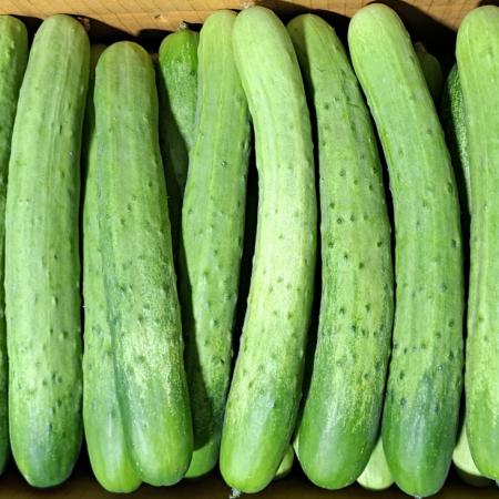 백오이(국내산) 상품 못난이 50개 내외/BOX