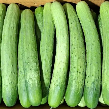 백오이(국내산) 상품  50개 내외/BOX