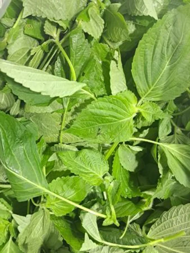 깻잎(순바라)4kg/BOX 이미지