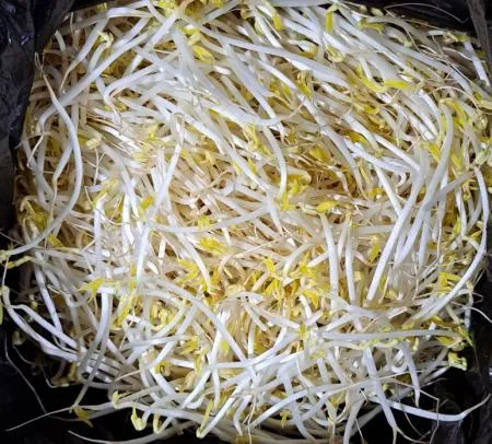 숙주나물 3.5kg/박스