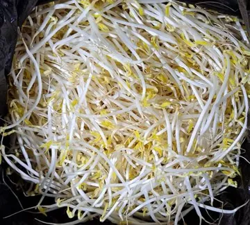 숙주나물 3.5kg/박스