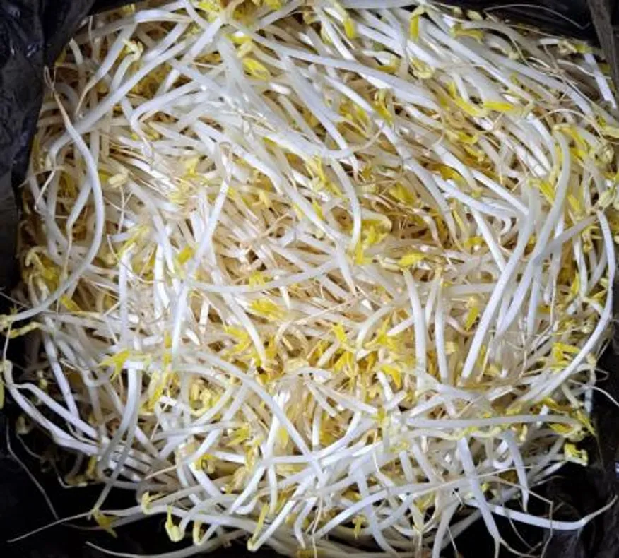 숙주나물 3.5kg/박스 이미지