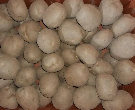 감자 왕특  20kg/박스