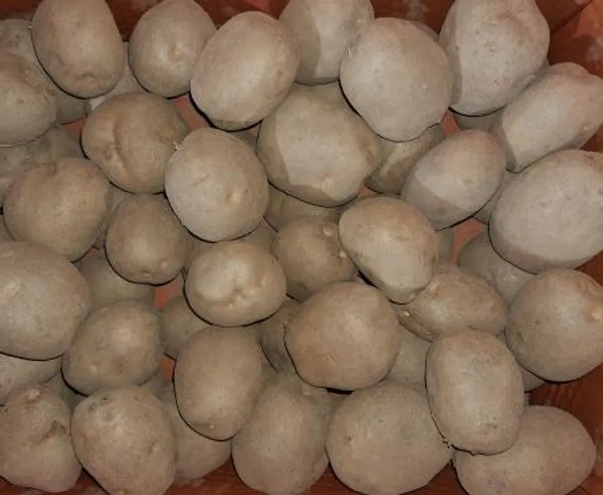 감자 왕특 20kg/박스 이미지
