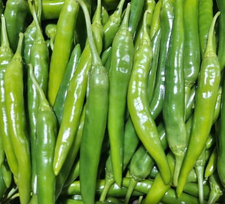 오이고추 아삭이고추 상품 못난이 10kg/박스