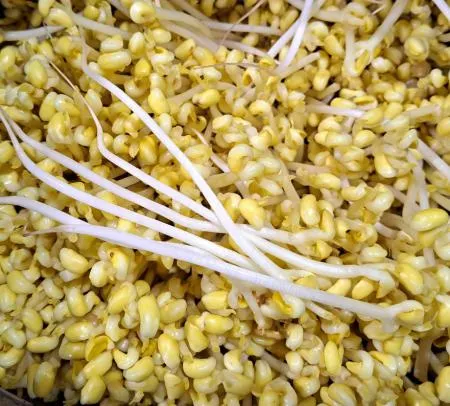 일자 콩나물 3.5kg (신선) / 박스