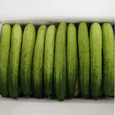 백오이(국내산)특품 50개 내외/BOX