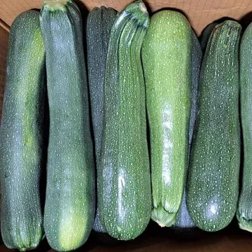 쥬키니호박(국내산)상품 못난이 20개내외/BOX