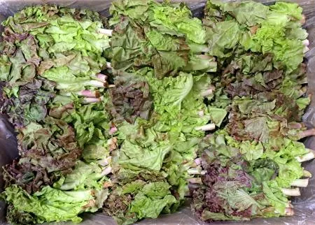 적쫑상추(국내산) 4kg/BOX