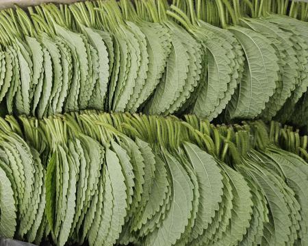 깻잎 찹찹이 (국내산)1kg/BOX