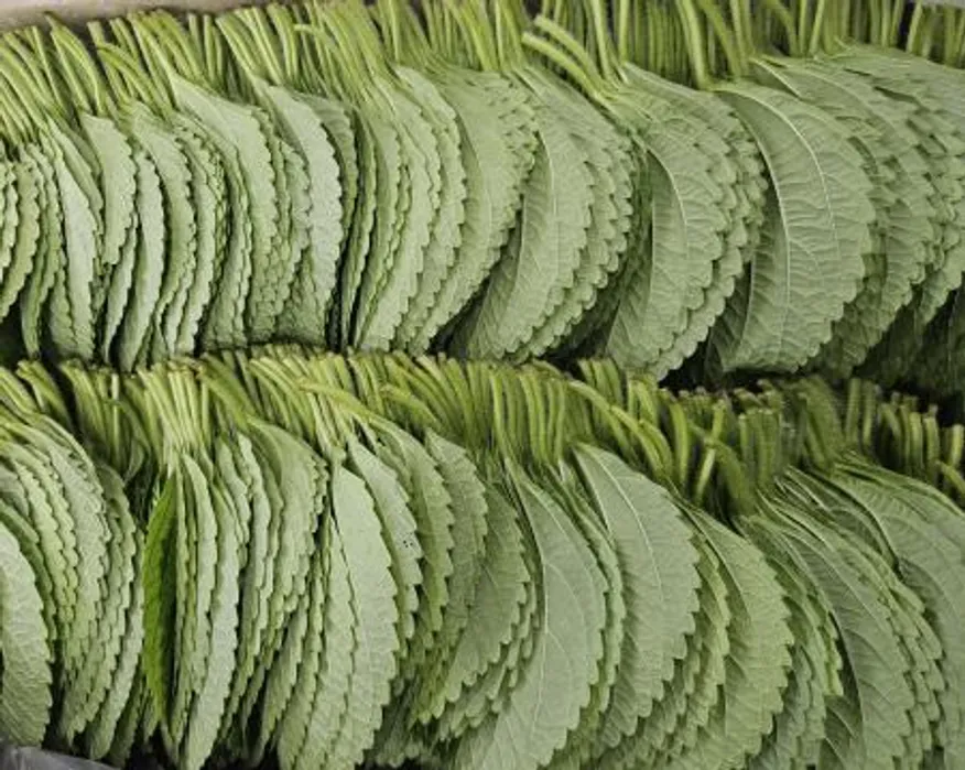 깻잎 찹찹이 (국내산)1kg/BOX 이미지