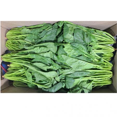 시금치(국내산)김밥용 4kg/BOX
