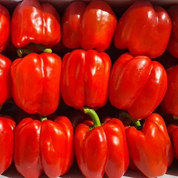 파프리카(빨강) 5kg /BOX