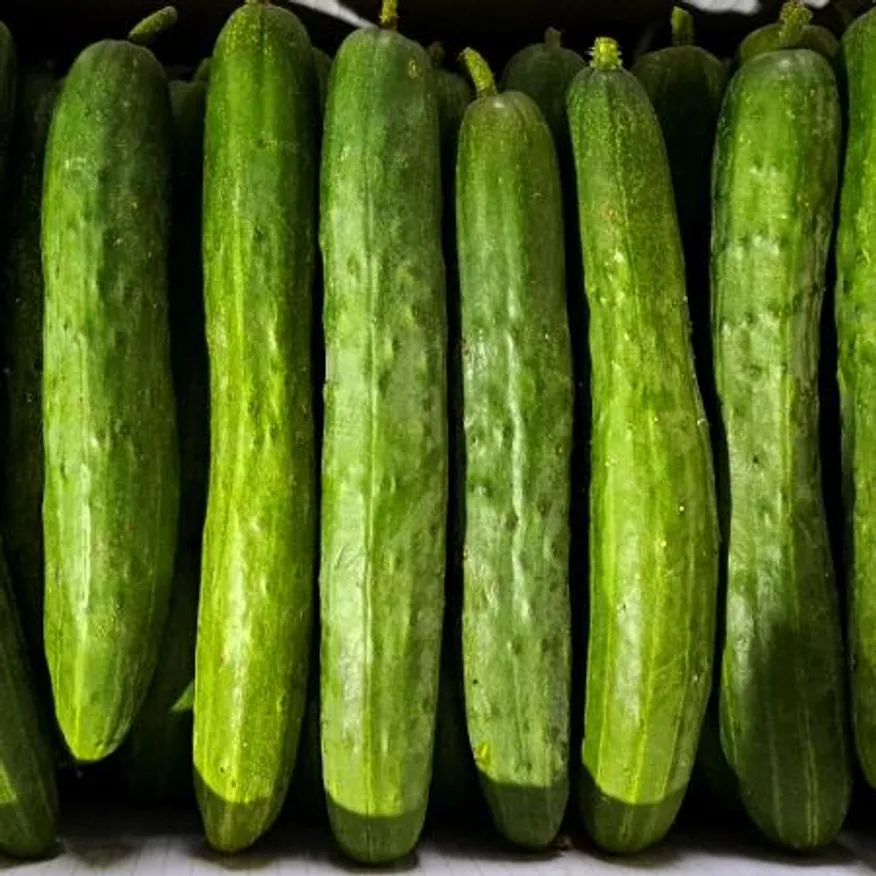 취청오이(국내산)상품 못난이 50개 내외/BOX 이미지