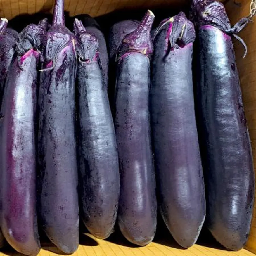 가지(국내산)특품 8kg/BOX 이미지