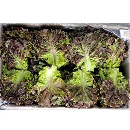 꽃상추(국내산) 특 4kg/BOX
