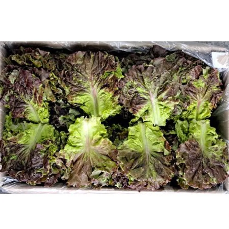 꽃상추(국내산) 특 4kg/BOX 이미지