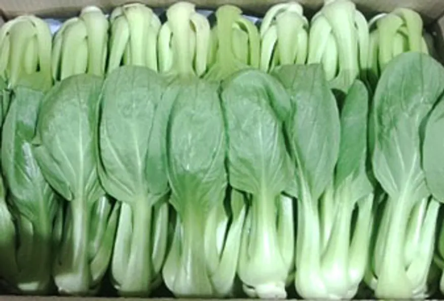 청경채(상) 4kg/BOX 이미지