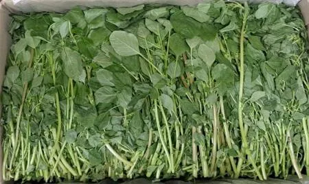 비듬나물(국내산)4kg/BOX 이미지