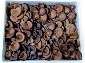 꽃느타리버섯 느타리버섯(국내산) 2kg/BOX