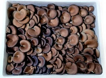 꽃느타리버섯 느타리버섯(국내산) 2kg/BOX