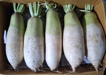 흙 무 9~10수 18kg/박스 (국내산) 무우 햇무