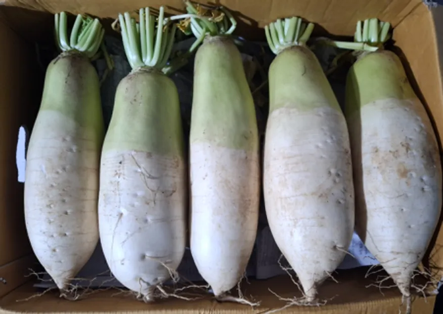 흙 무 9~10수 18kg/박스 (국내산) 무우 햇무 이미지