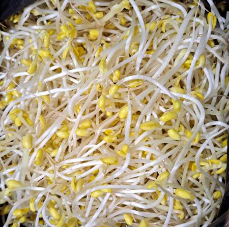 곱슬이 콩나물 3.5kg (신선) / 박스