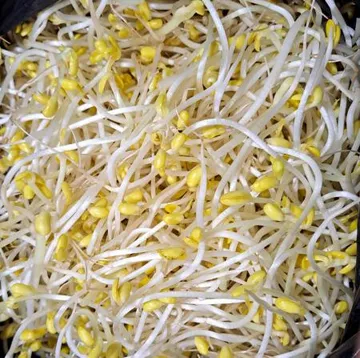 곱슬이 콩나물 3.5kg (신선) / 박스