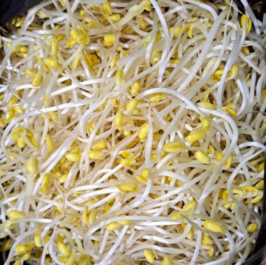 곱슬이 콩나물 3.5kg (신선) / 박스 이미지