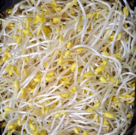 곱슬이 콩나물 3.5kg (신선) / 박스