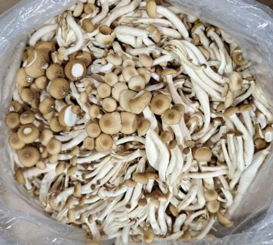 만가닥 느타리버섯(갈색) 4kg/BOX 이미지