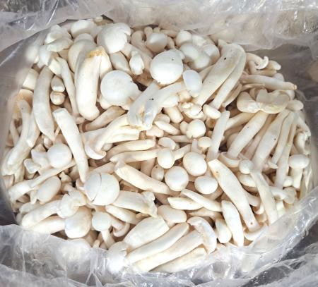 만가닥 느타리버섯(흰색) 4kg/BOX